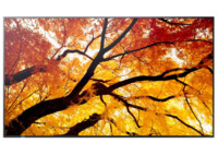 M982 98IN UHD LFD D-LED